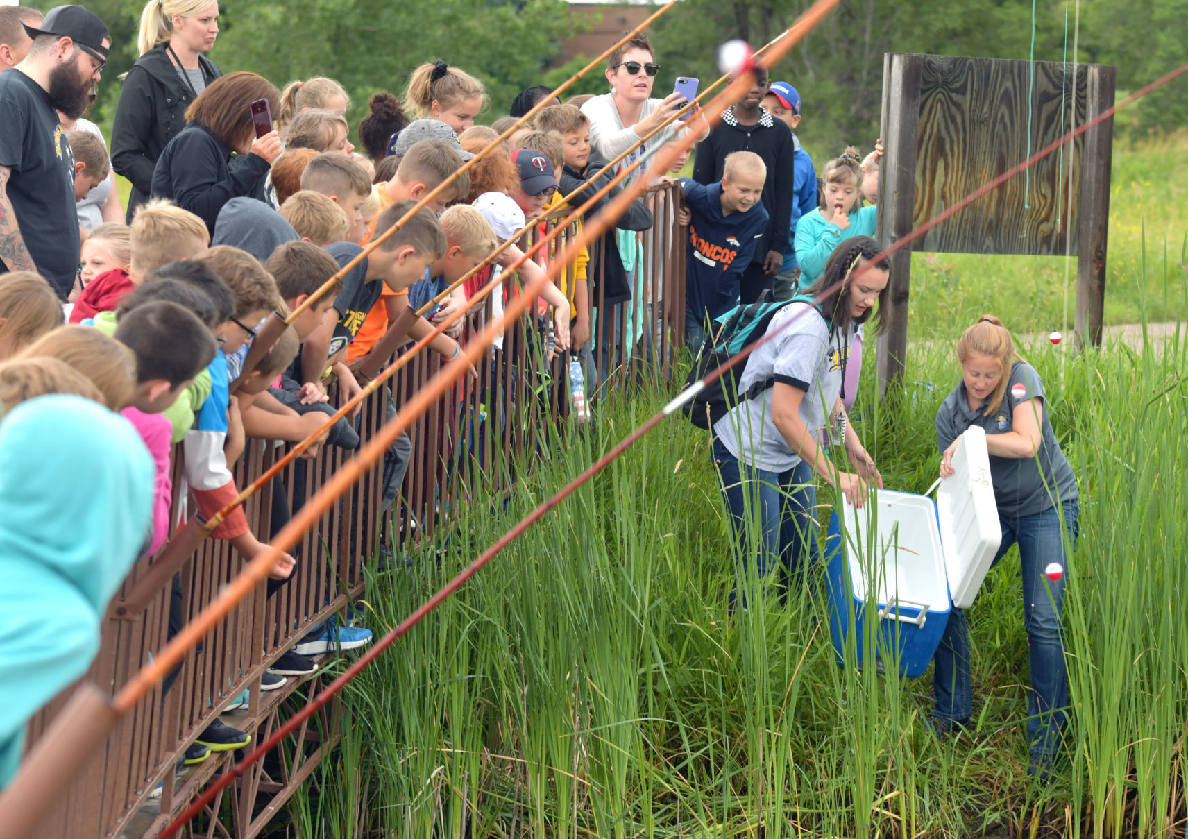 Release of fingerling trout